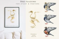 Birds Watercolor Painted Set