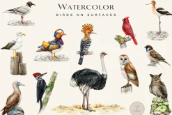 Birds Watercolor Painted Set