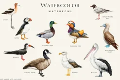 Birds Watercolor Painted Set