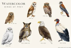 Birds Watercolor Painted Set