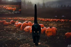 Black Cat Photoshop Overlays