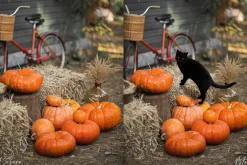 Black Cat Photoshop Overlays