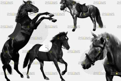 Black horse Photoshop overlay