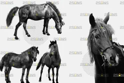 Black horse Photoshop overlay