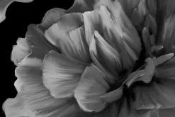 Black Peonies
