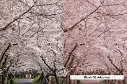 20 Blossom Lightroom Presets and LUT