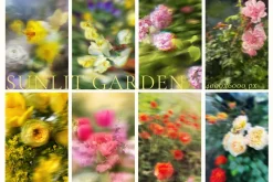 Blurry Flowers Abstract Backgrounds