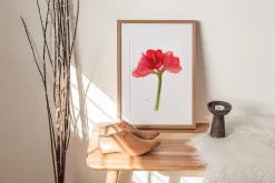 Botanical art - amarillis flowers