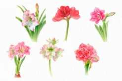 Botanical art - amarillis flowers