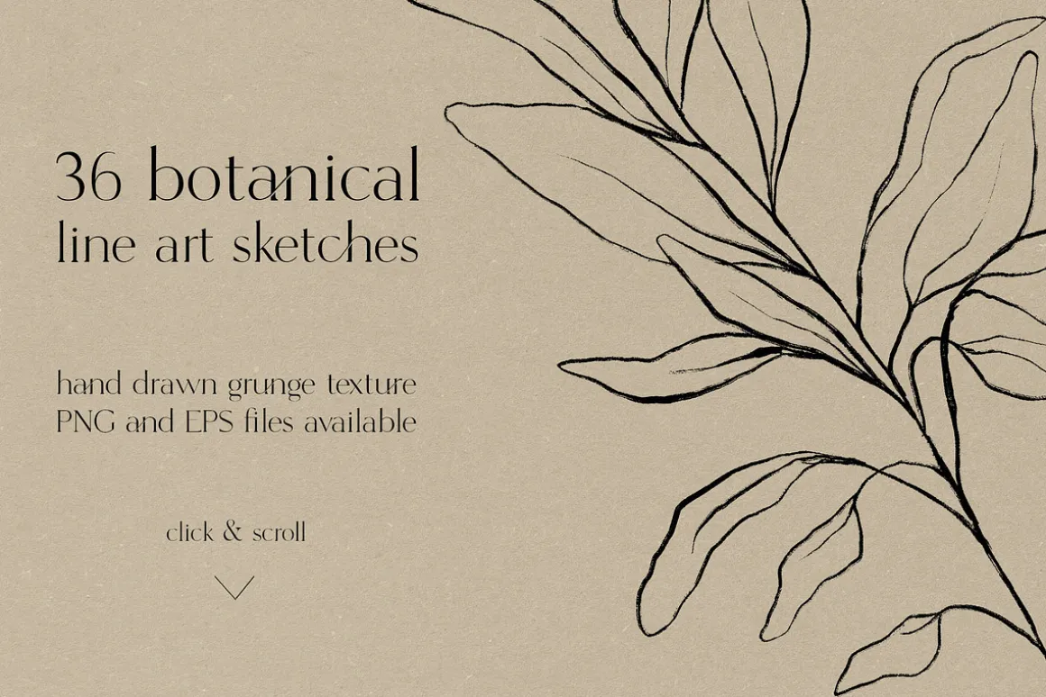 Botanical line art sketches