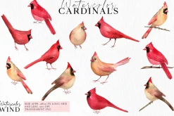Cardinals male and female clipart