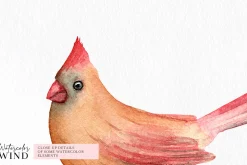 Cardinals male and female clipart