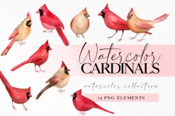 Cardinals male and female clipart