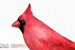Cardinals male and female clipart