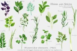Culinary Herbs and Spices Clipart