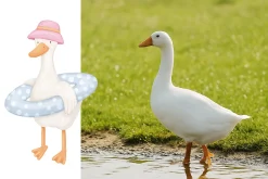 Cute goose illustrations and pattern