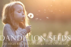Dandelion seed photoshop overlays