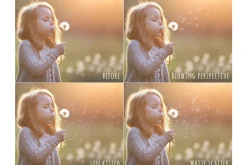 Dandelion seed photoshop overlays