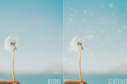 Dandelion seed photoshop overlays