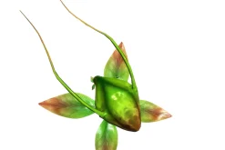 3DFoin - Elongata