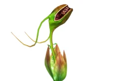 3DFoin - Elongata