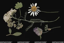 59 Dried Plant Scans