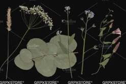 59 Dried Plant Scans