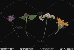59 Dried Plant Scans
