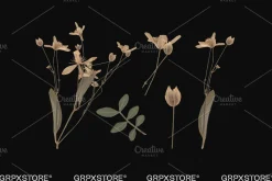 59 Dried Plant Scans