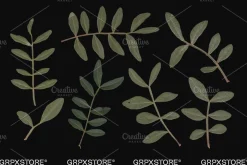 59 Dried Plant Scans