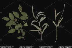 59 Dried Plant Scans