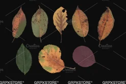 59 Dried Plant Scans