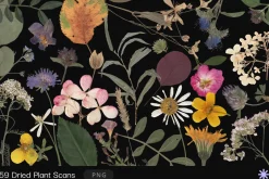 59 Dried Plant Scans