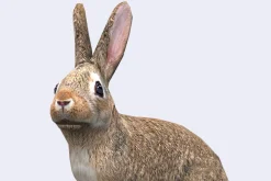 3DRT - Wild animals -Hare