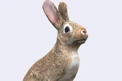 3DRT - Wild animals -Hare