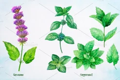 Essential Oils. Watercolor.