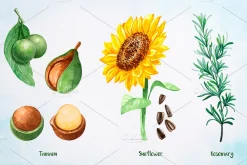 Essential Oils. Watercolor.