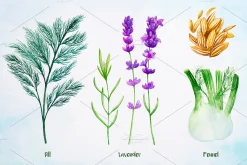 Essential Oils. Watercolor.
