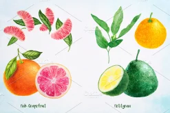 Essential Oils. Watercolor.