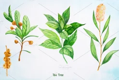 Essential Oils. Watercolor.