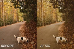 25 Fall Film Lightroom Presets