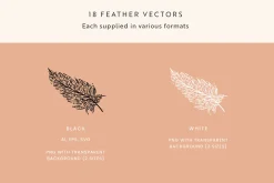 Feathers Vector Illustrations