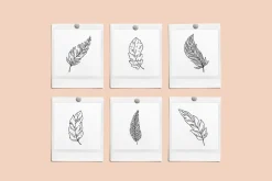 Feathers Vector Illustrations