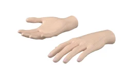 Female Hand Base Mesh 02