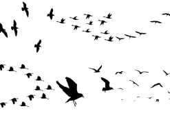 Flock of Birds Overlay AI EPS PNG