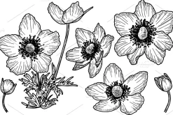Flower anemone crown sketch