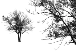 Foliage brush set