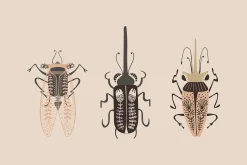 Folk Art Insects.