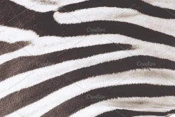 Fur Textures