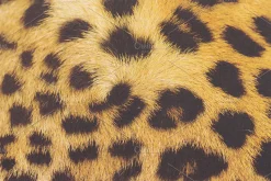 Fur Textures